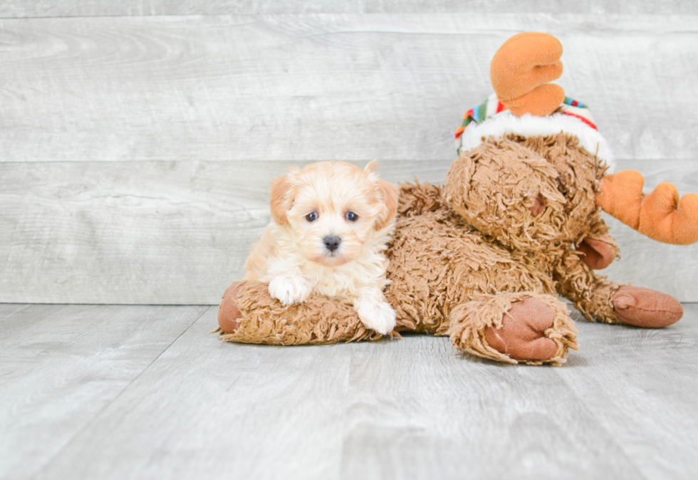 Happy Maltipoo Baby