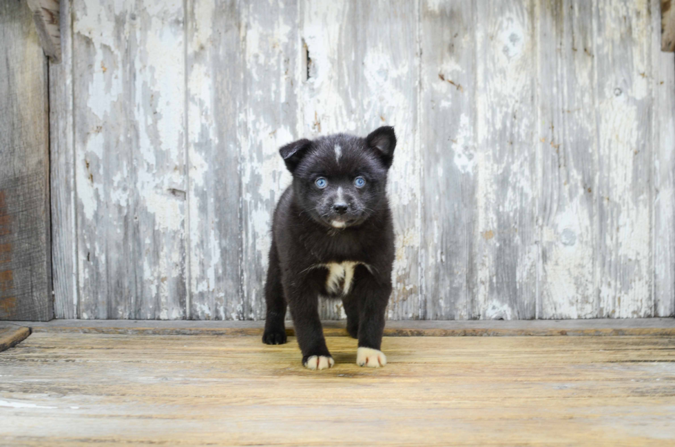 Petite Pomsky Designer Pup