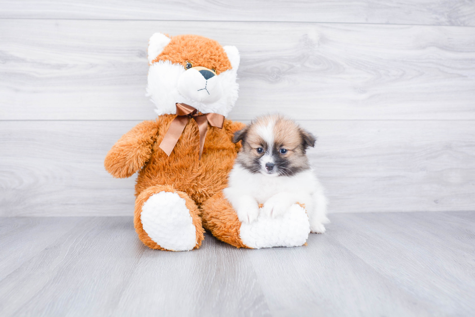 Petite Pomeranian Purebred Puppy