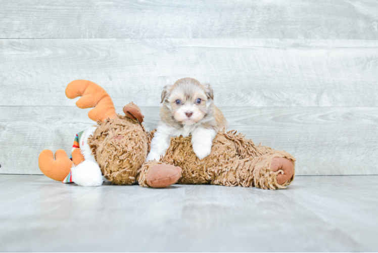 Havanese Puppy for Adoption