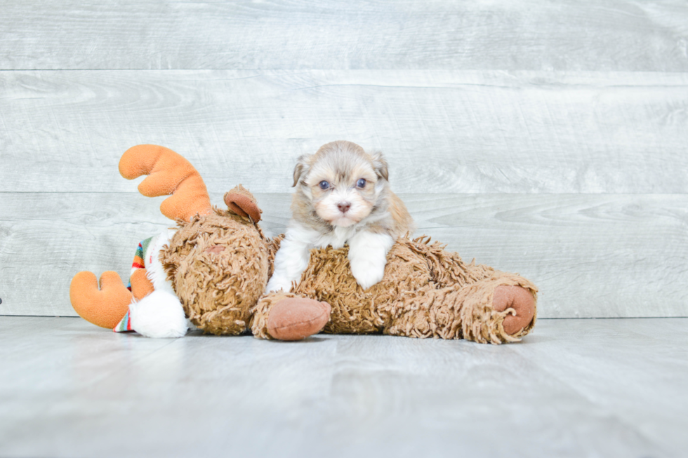 Havanese Puppy for Adoption