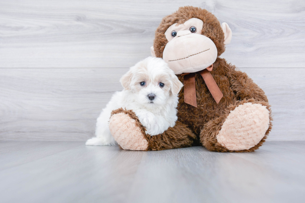 Maltipoo Puppy for Adoption