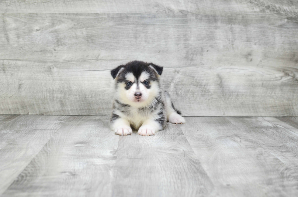 Pomsky Pup Being Cute