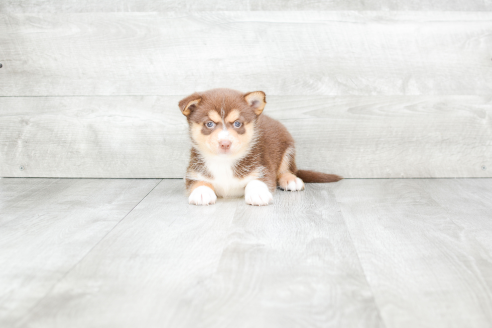 Best Pomsky Baby