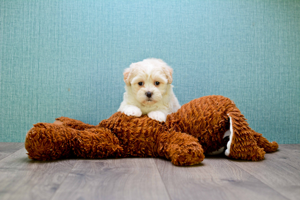 Teddy Bear Puppy for Adoption
