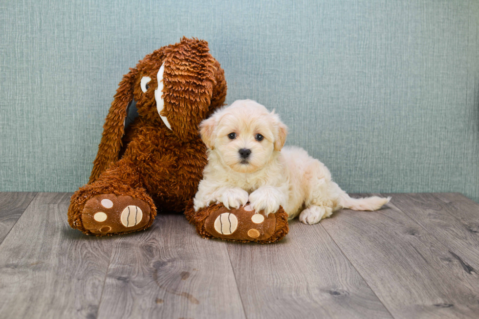 Funny Maltipoo Poodle Mix Pup