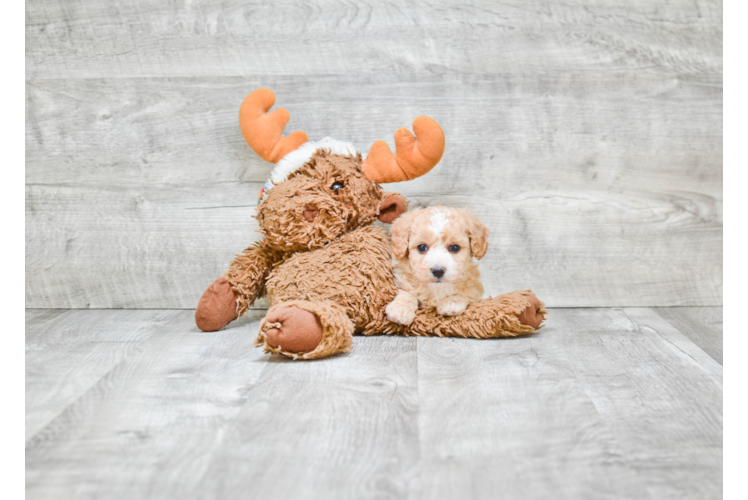 Fluffy Maltipoo Poodle Mix Pup