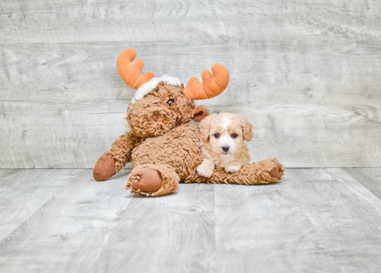 Fluffy Maltipoo Poodle Mix Pup