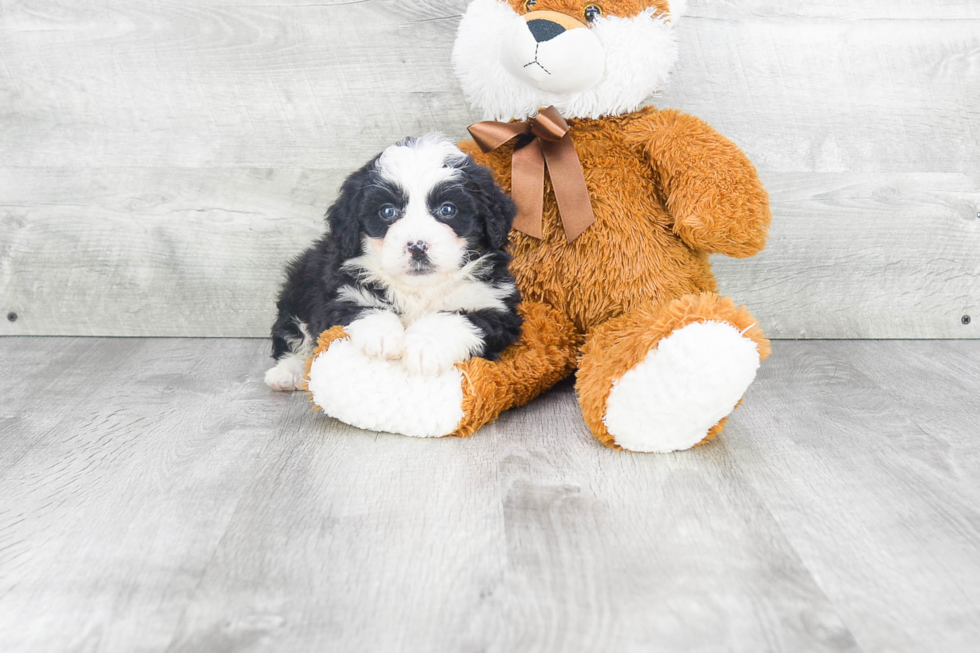 Mini Bernedoodle Puppy for Adoption