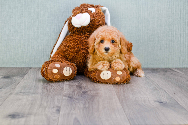 Hypoallergenic Maltepoo Poodle Mix Puppy