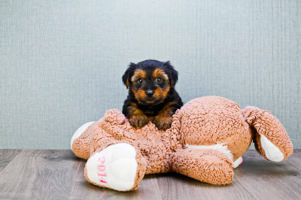 Meet Snickers - our Yorkshire Terrier Puppy Photo 