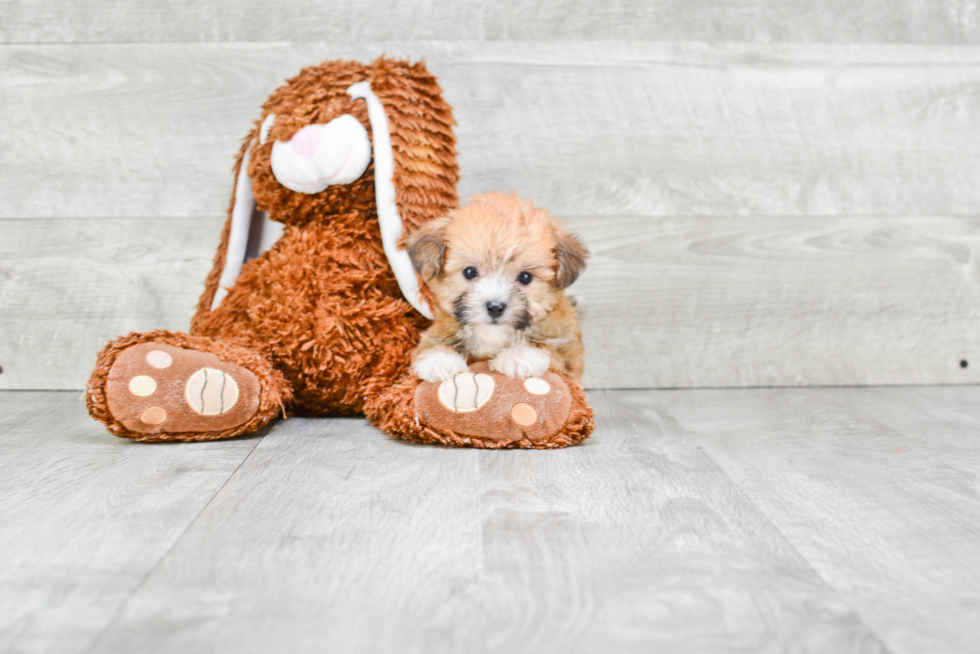 Morkie Puppy for Adoption