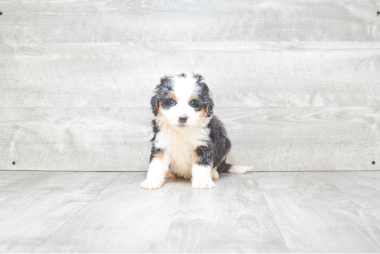 Mini Bernedoodle Pup Being Cute