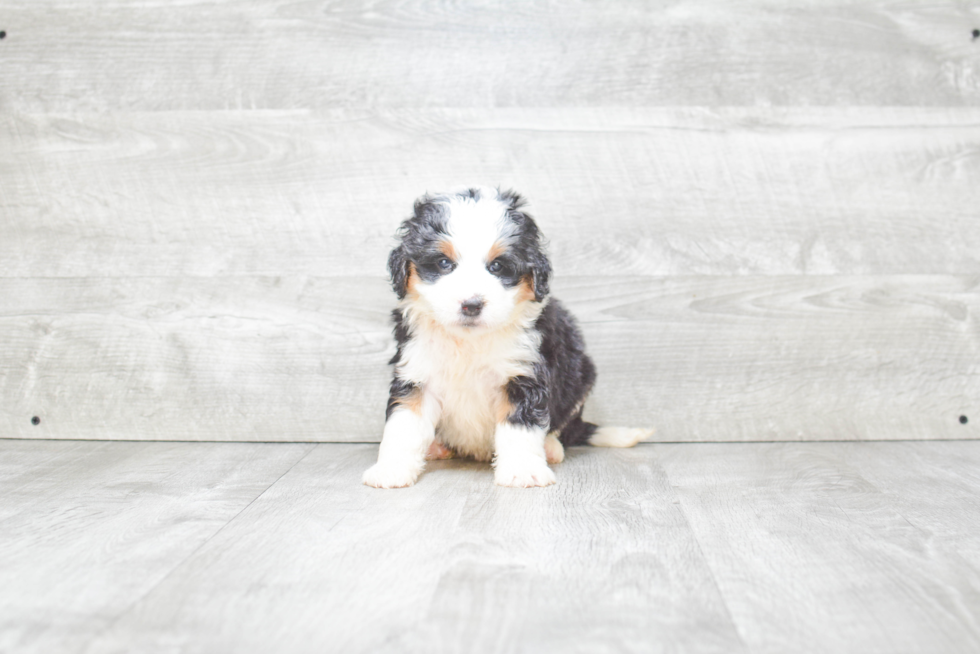 Mini Bernedoodle Pup Being Cute