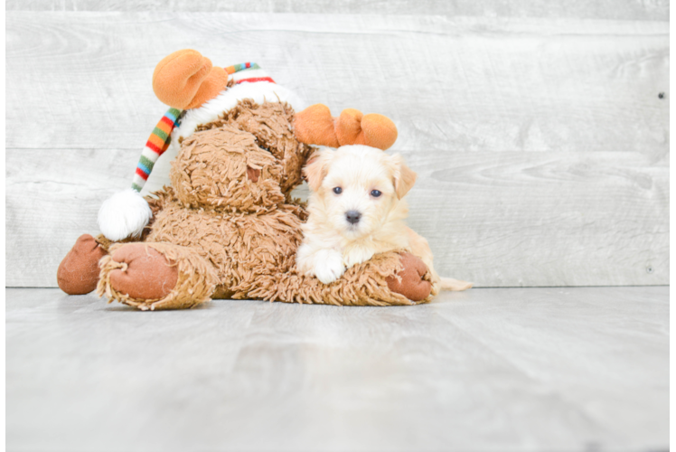 Playful Maltese Poodle Poodle Mix Puppy