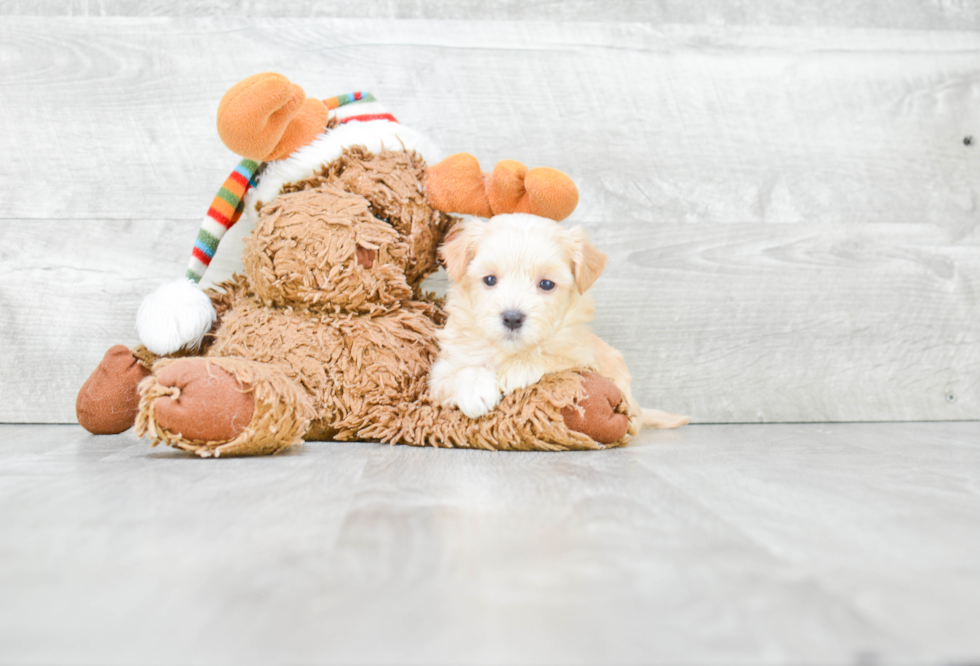 Playful Maltese Poodle Poodle Mix Puppy