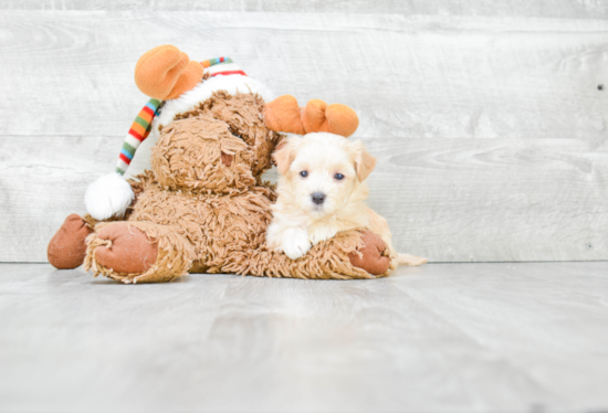 Playful Maltese Poodle Poodle Mix Puppy