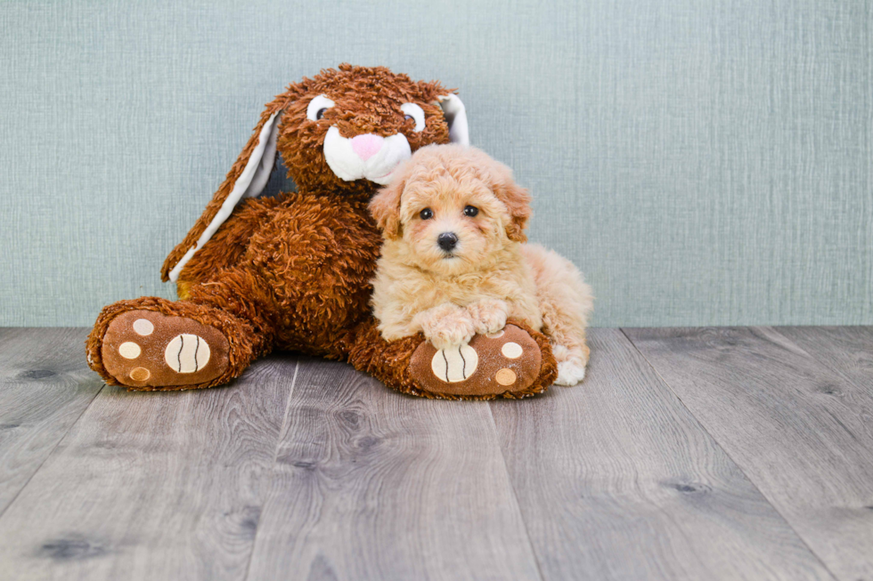 Little Maltese Poodle Poodle Mix Puppy