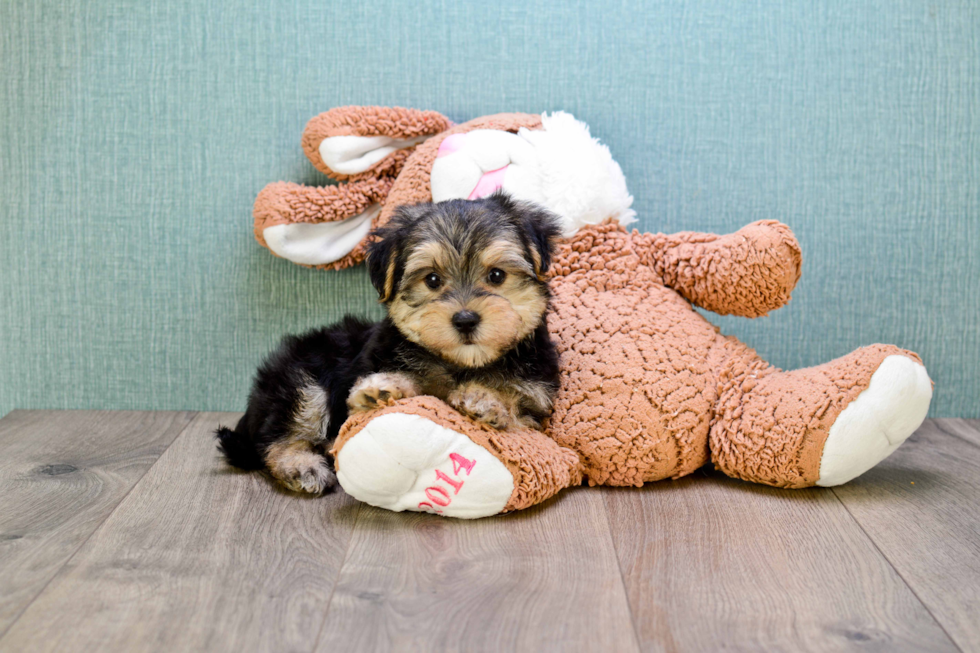 Cute Morkie Baby