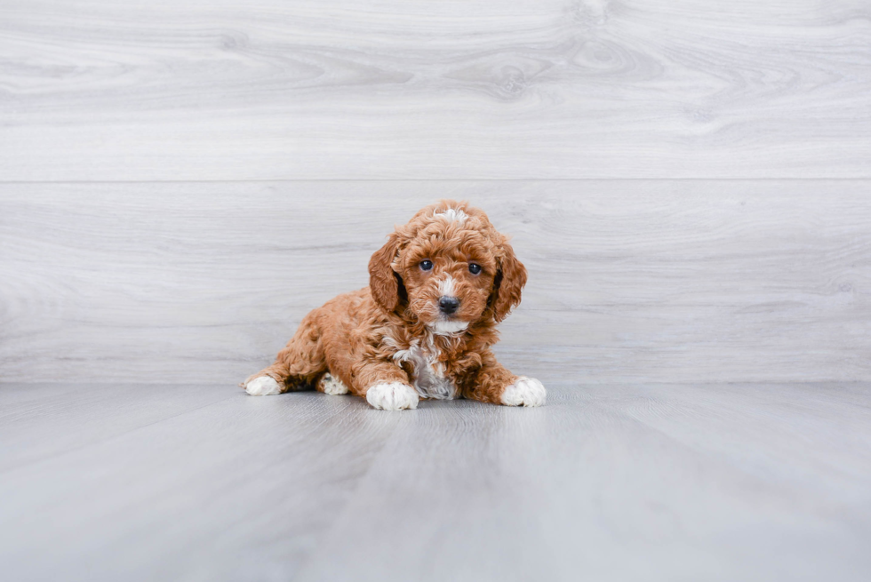 Friendly Mini Goldendoodle Baby