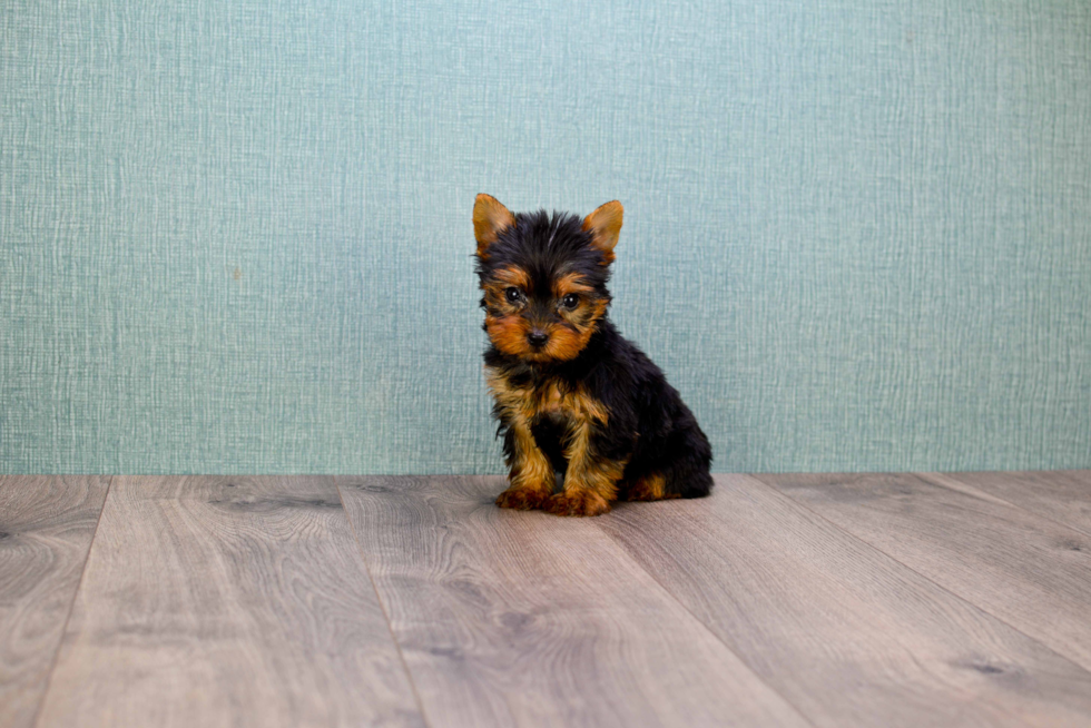 Meet Sandra - our Yorkshire Terrier Puppy Photo 