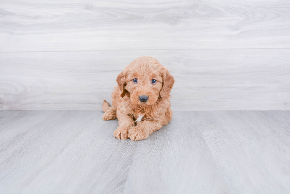 Best Mini Goldendoodle Baby