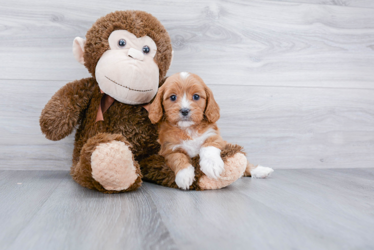 Cavapoo Pup Being Cute