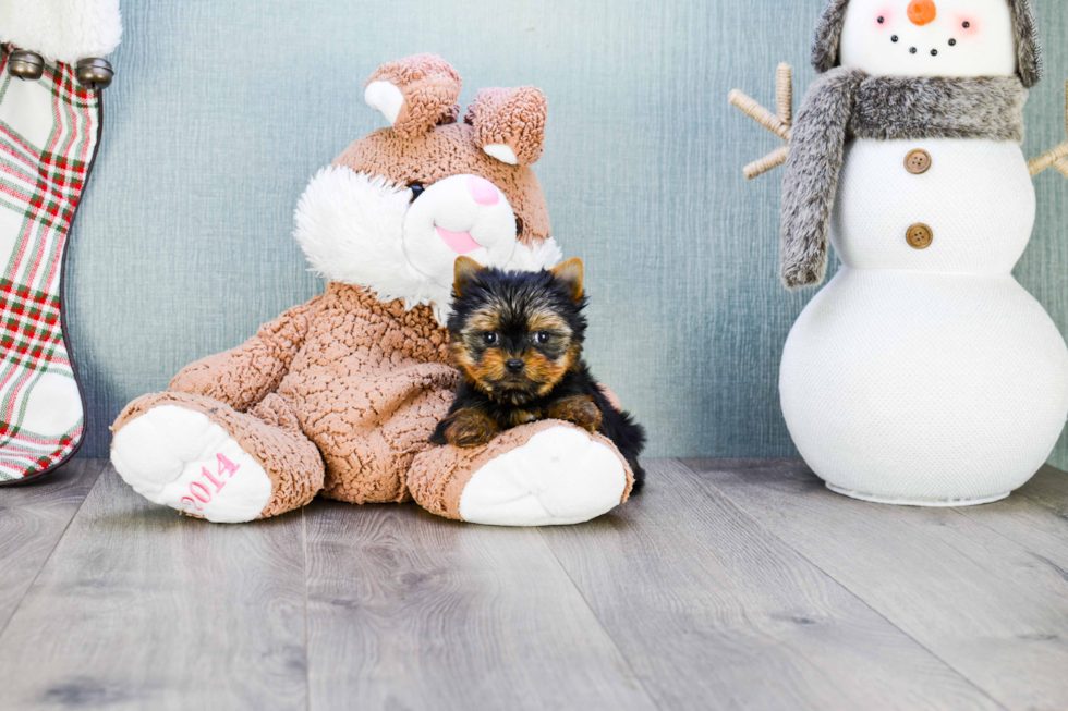 Meet Joy - our Yorkshire Terrier Puppy Photo 