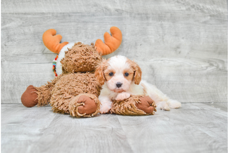 Energetic Cavoodle Poodle Mix Puppy