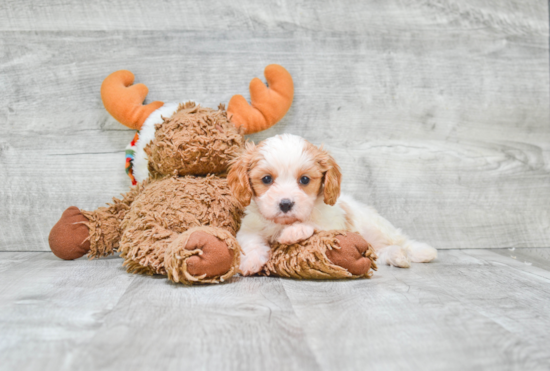 Energetic Cavoodle Poodle Mix Puppy