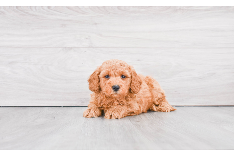 Small Mini Goldendoodle Baby