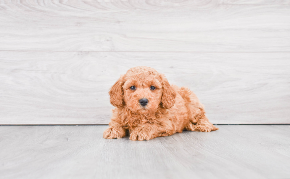 Small Mini Goldendoodle Baby