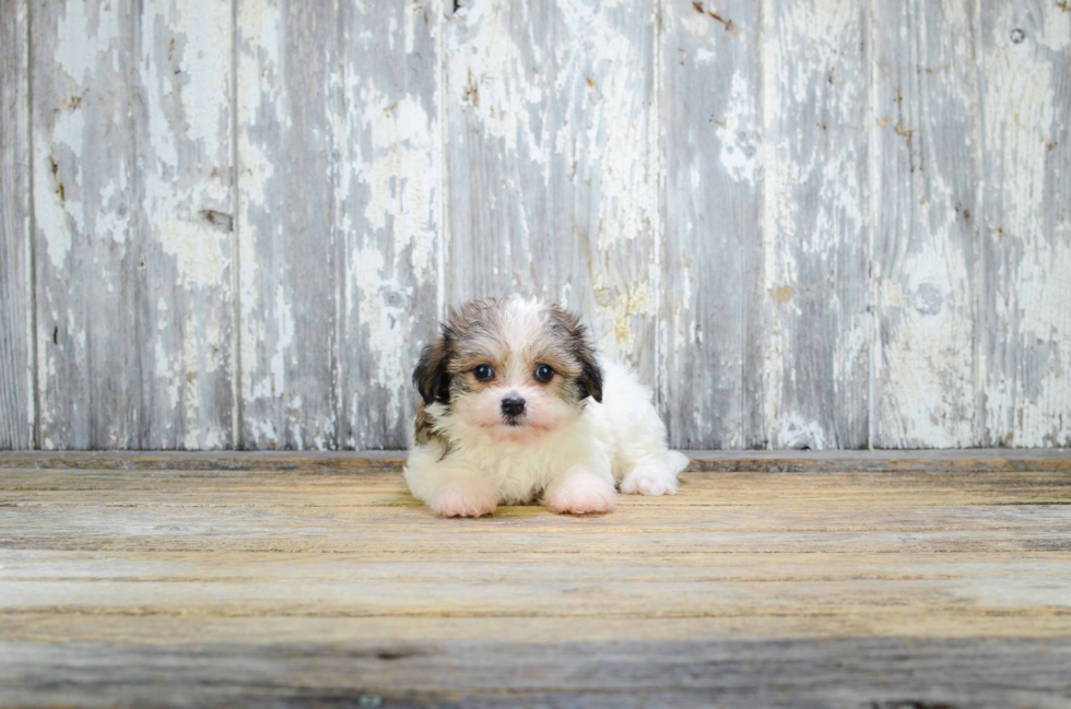 Best Morkie Baby