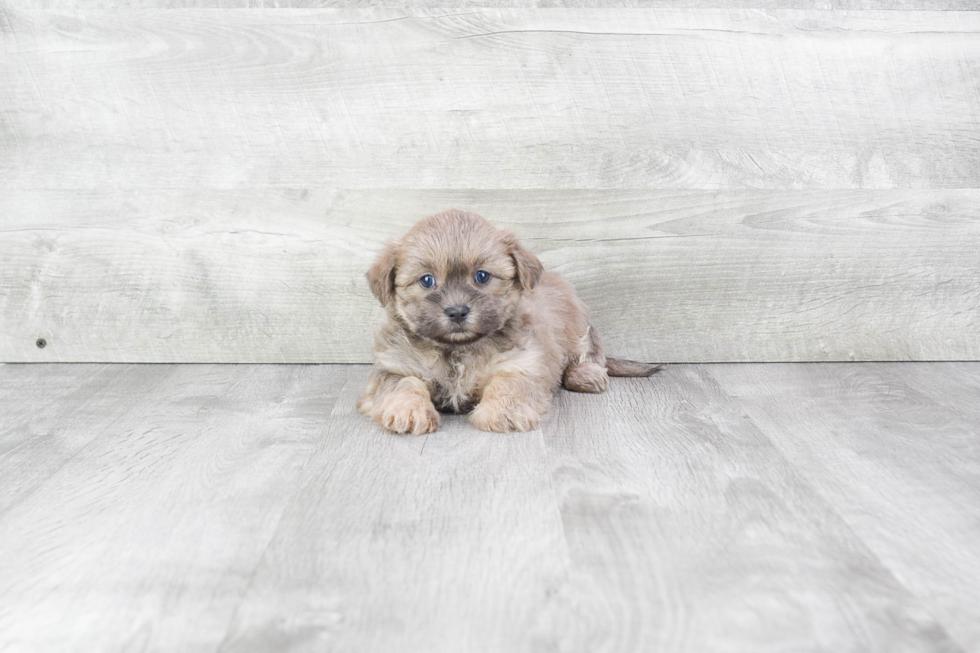 Teddy Bear Pup Being Cute