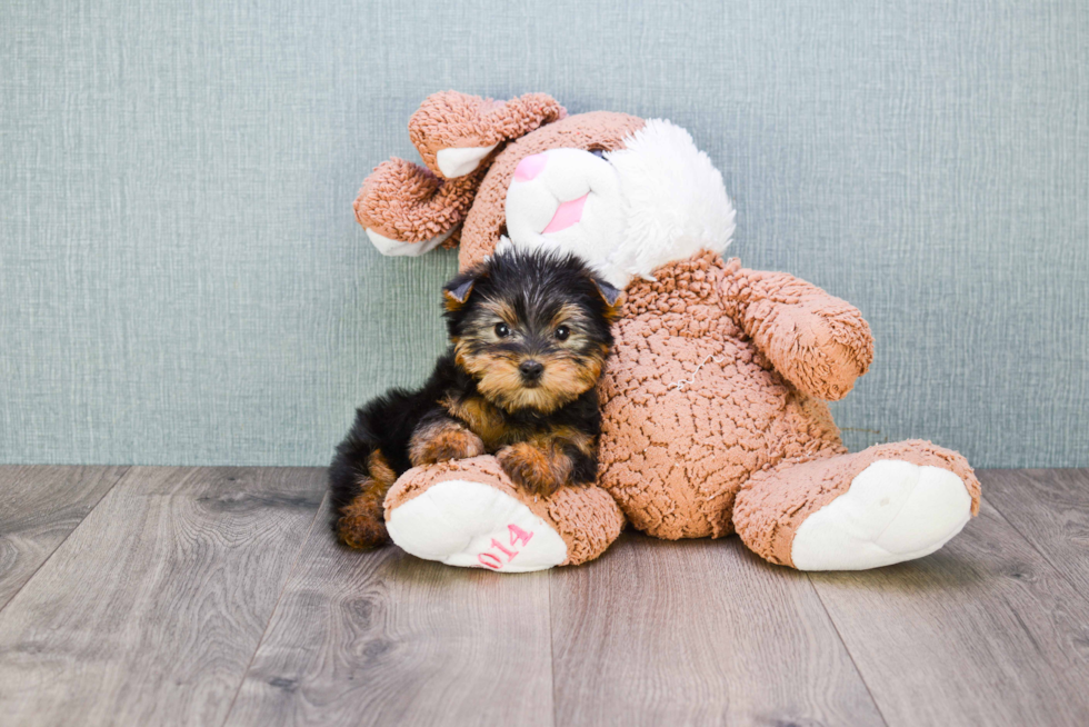 Meet Beckham - our Yorkshire Terrier Puppy Photo 