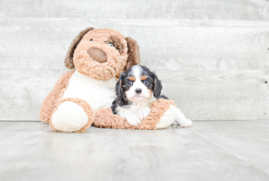 Hypoallergenic Cavalier King Charles Spaniel Purebred Pup