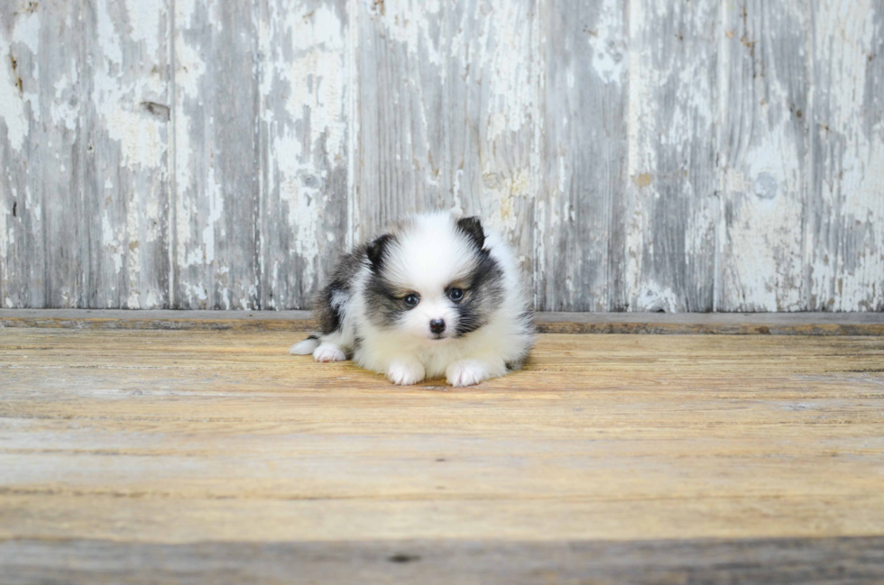 Popular Pomeranian Baby