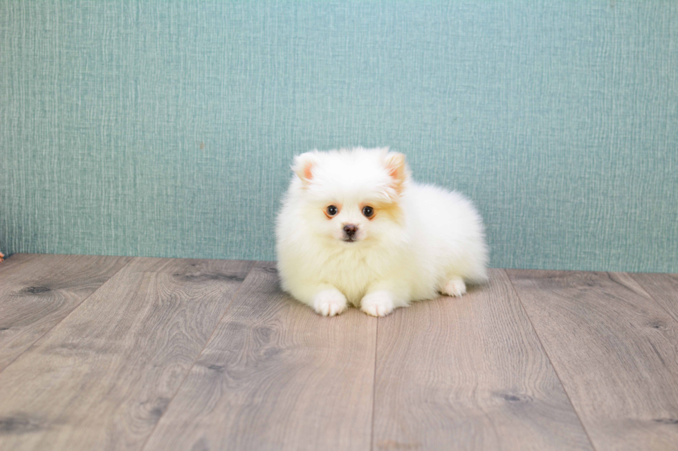 Petite Pomeranian Purebred Puppy