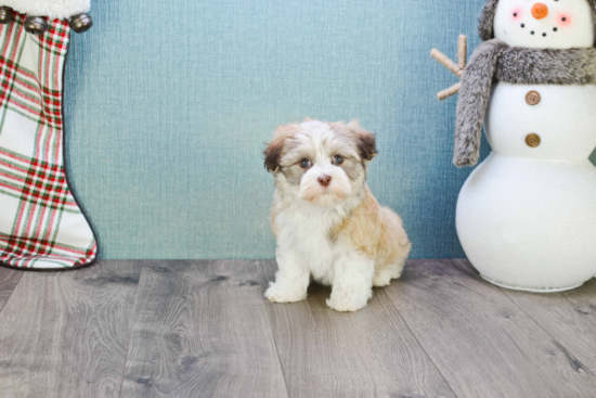 Havanese Puppy for Adoption