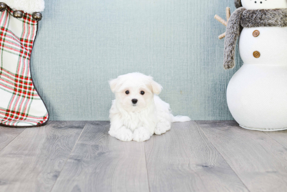 Maltese Pup Being Cute