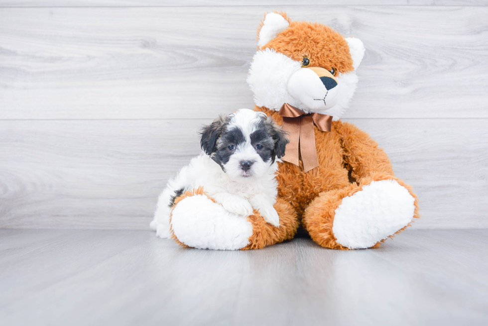 Small Maltipoo Baby