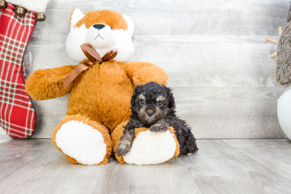 Happy Pudle Purebred Puppy