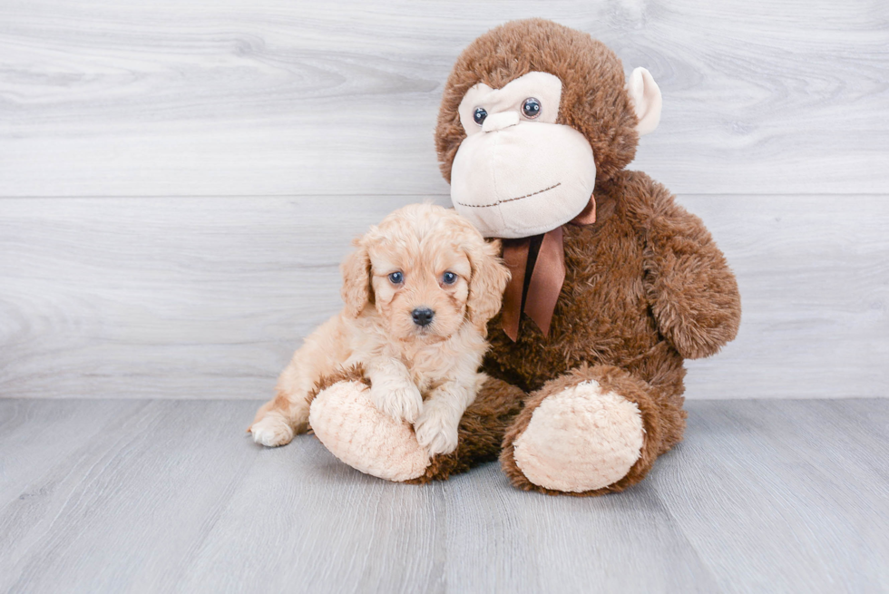 Cavapoo Pup Being Cute