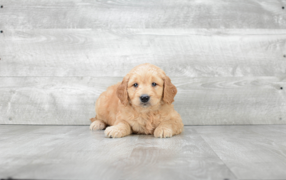 Funny Mini Goldendoodle Poodle Mix Pup