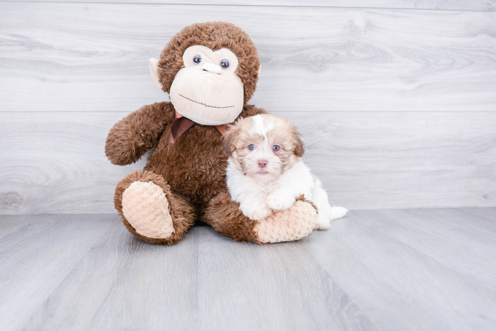 Havanese Pup Being Cute