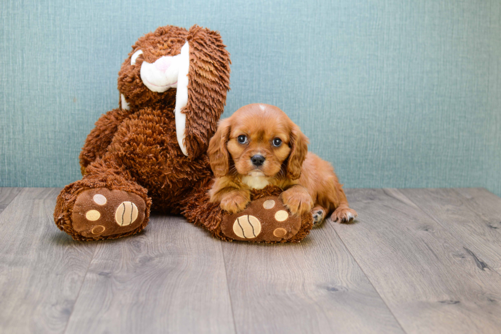 Popular Cavalier King Charles Spaniel Purebred Pup