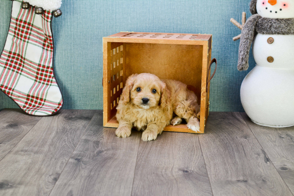 Cavapoo Puppy for Adoption