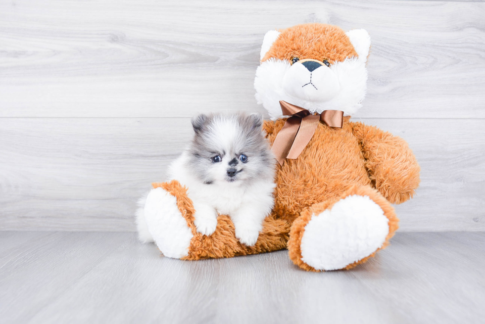 Pomeranian Puppy for Adoption