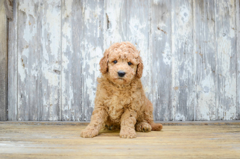 Petite Mini Goldendoodle Poodle Mix Pup