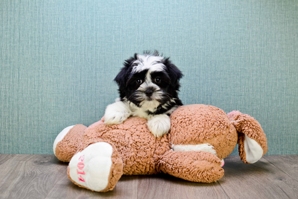 Havanese Puppy for Adoption